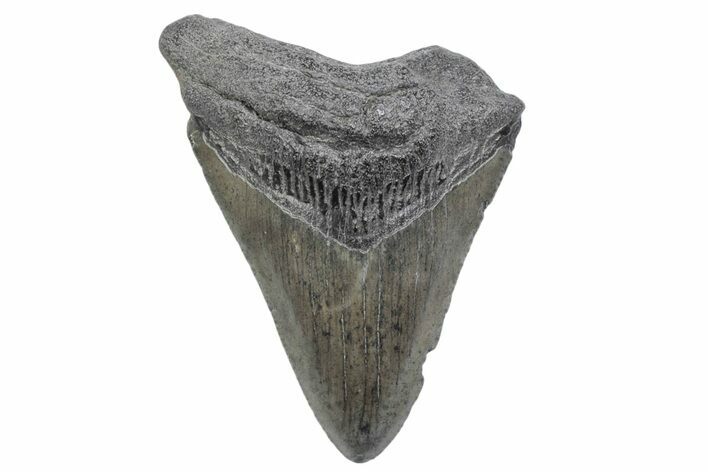 Juvenile Megalodon Tooth - South Carolina #370172